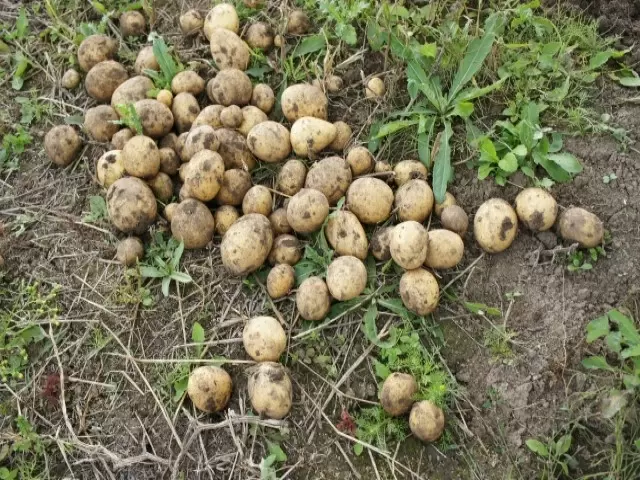 Как сохранить картошку до весны: советы по правильному хранению