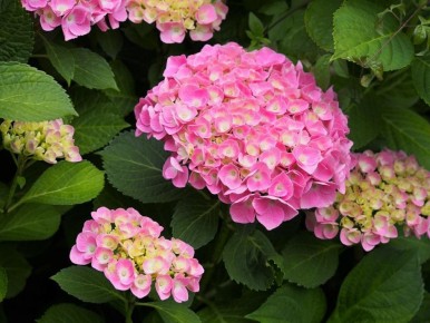 ���������: ������� ������� �������