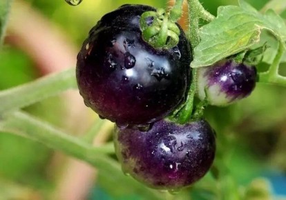 Черные томаты: разнообразие сортов для вкусного урожая