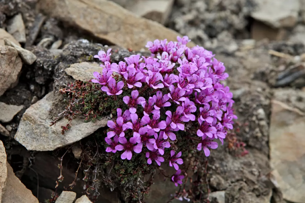 Камнеломки: неожиданные звезды каменистых садов