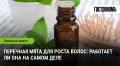 Перхотная мята: секреты, способные изменить ваши волосы