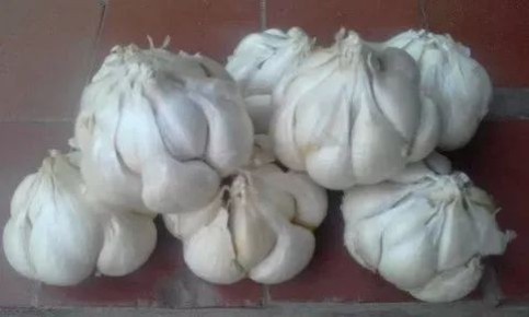 Яровой чеснок: от магазина до грядки