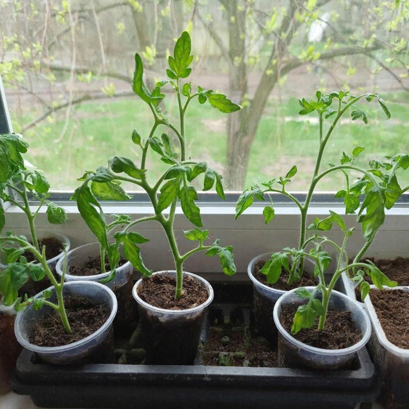 ��������� ��������� � ������: ������� ��������� �����