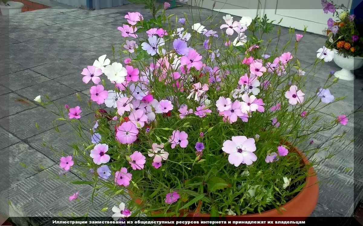 Смолка: компактный защитник вашего огорода в борьбе с вредителями