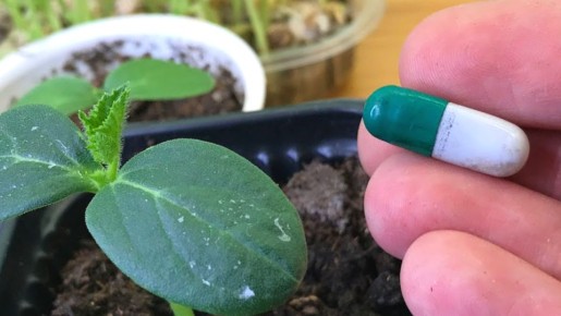 Уникальная таблетка для рассады: как за один полив преобразить ваши растения