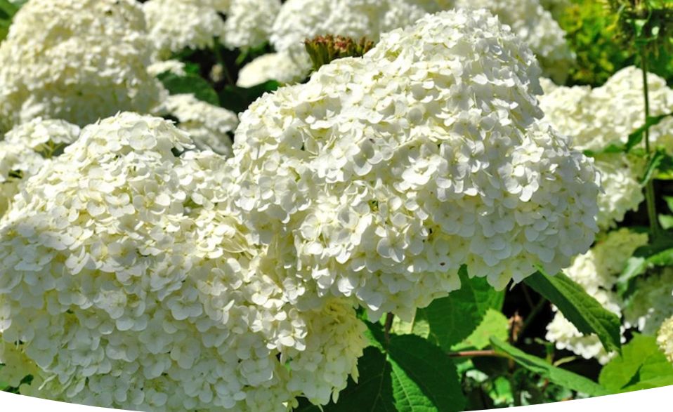 ������� ��������� ������������ ��������� � �������