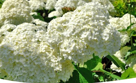 ������� ��������� ������������ ��������� � �������