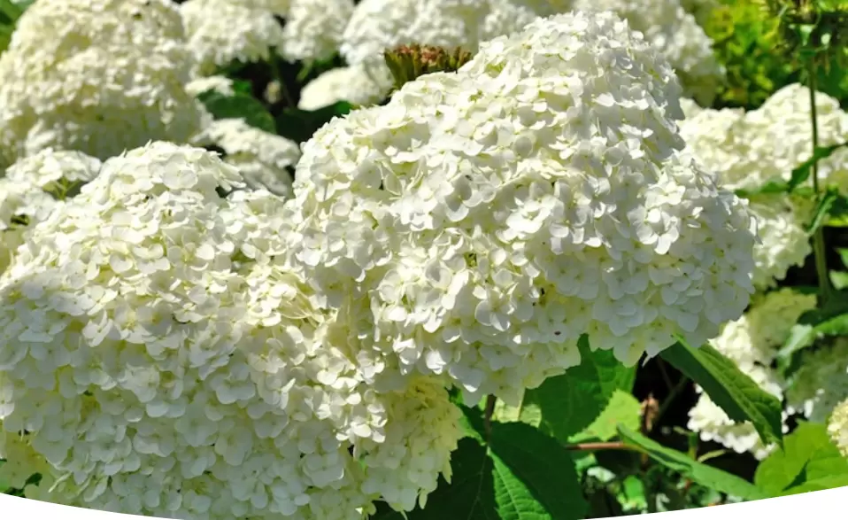 Секреты успешного черенкования гортензии в августе