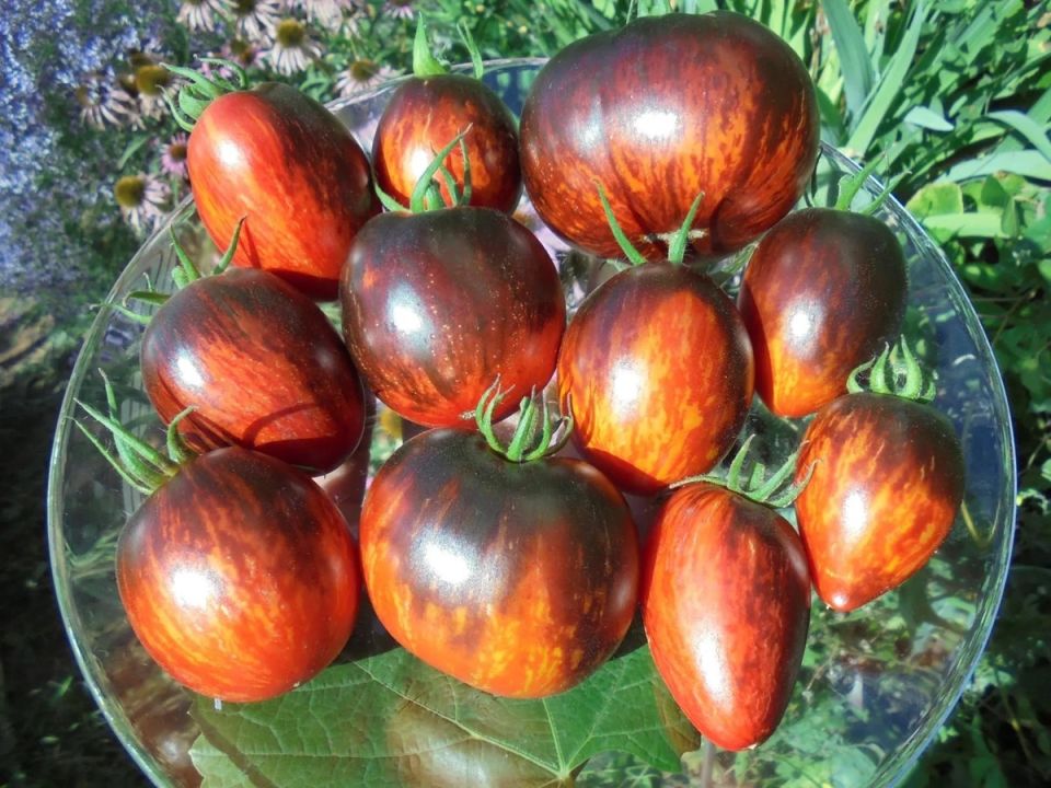 �������� ������ 2026 ����: ���������� ����� ��� ������ ��� ������ �����