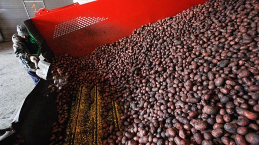 Производители картофеля нацелены на минимальные цены