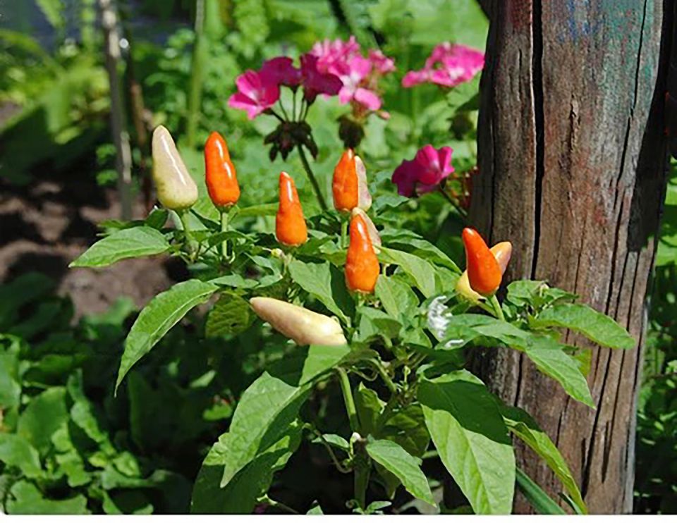 ����������� ������ ������ � �����������: ��������� ��� ��� ��������� ���������