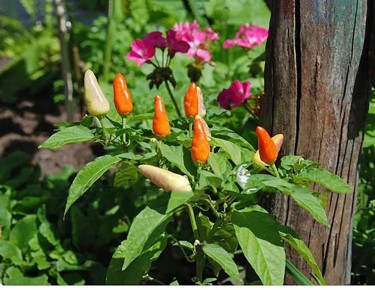 ����������� ������ ������ � �����������: ��������� ��� ��� ��������� ���������