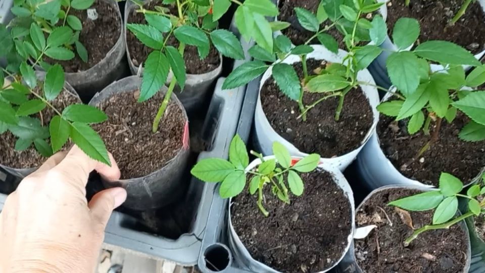 ����� ������ � ������������ ���: �������� � ���������������� ����� �������� �������� � ��������� ������