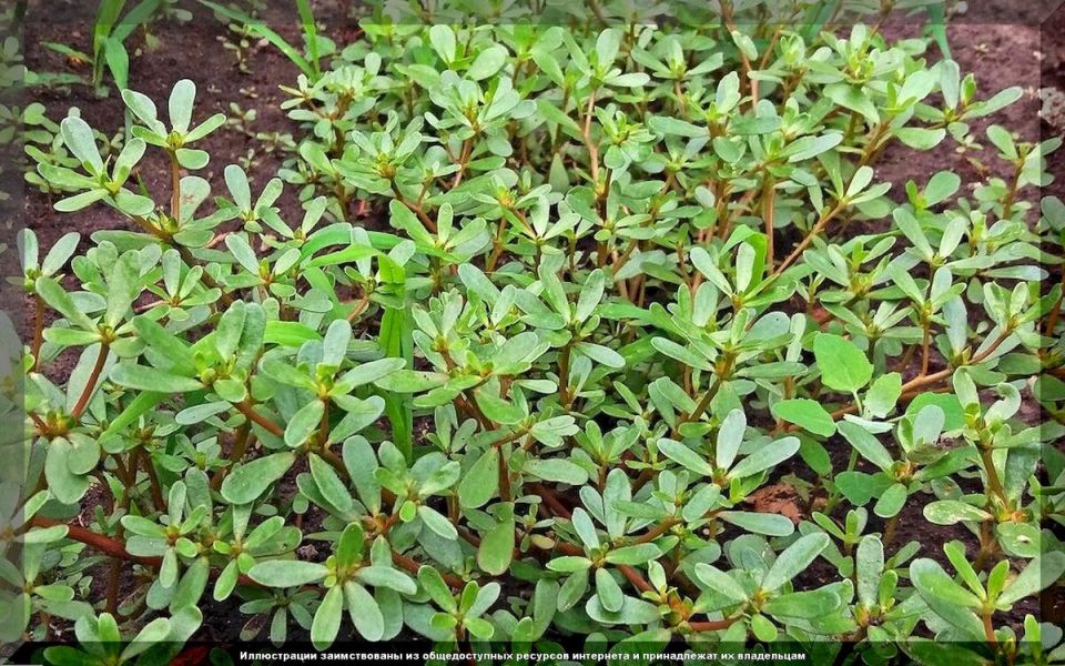 ��������: ������ ��� �������� ��� �������?