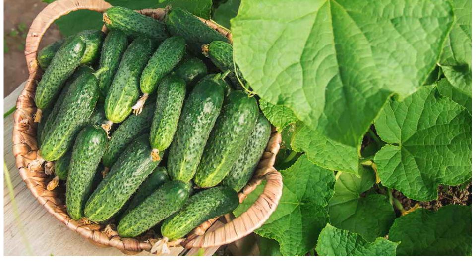 ������, ������� ������ �������� ������ �������: ��� �� ����� ������ �� ����