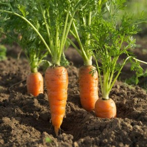 ��� �������� ��������� �������: 5 ����������� ������� ������ ��� ������������