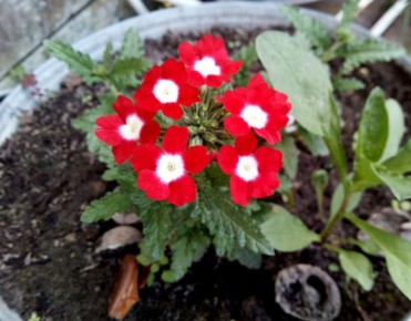 Как ухаживать за цветами в июне: советы по подкормкам