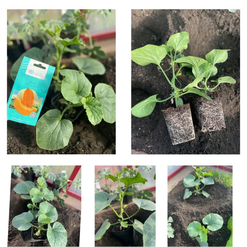 ������� ������� ������: ������, ������� � ���� � ����� �������