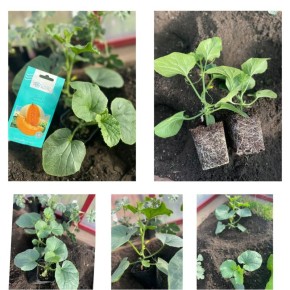 Секреты раннего посева: огурцы, кабачки и дыни в вашем огороде