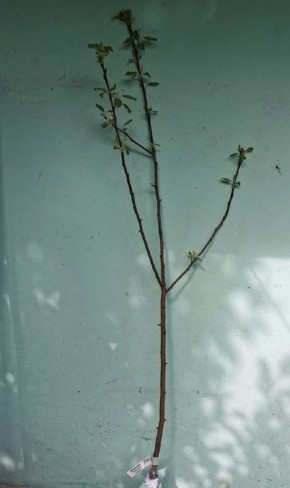 Как саженцы пережили долгую передержку и быстро пошли в рост: секреты успешной посадки