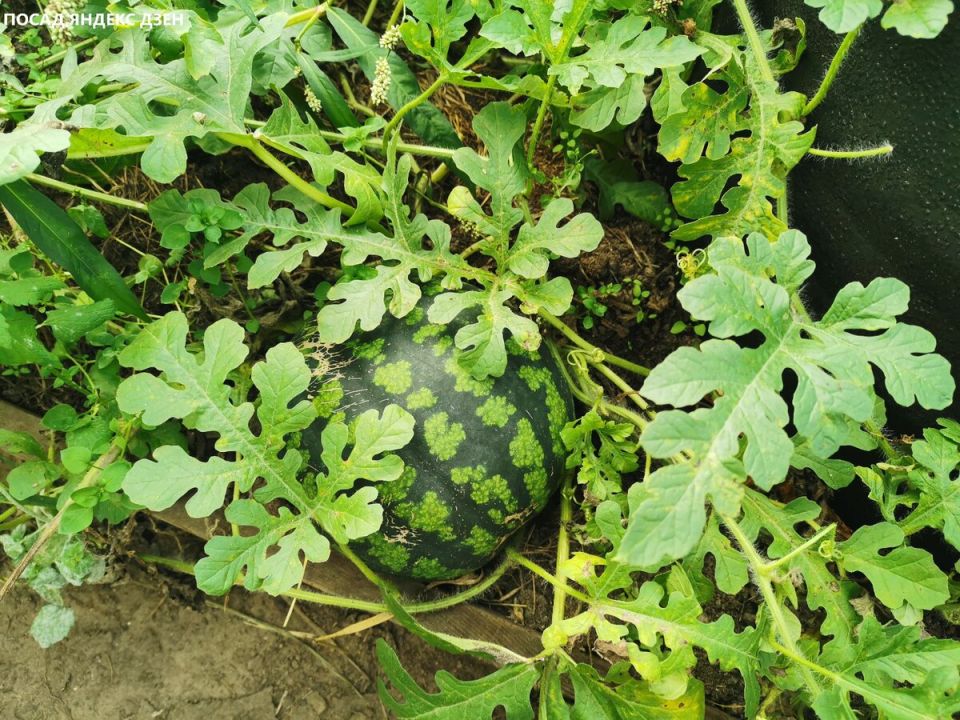 � ������ ��������� ������ � ����: ������� ��������� �����������