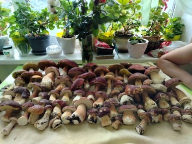 Грибные урожаи: увлекательные находки и осенние сюрпризы