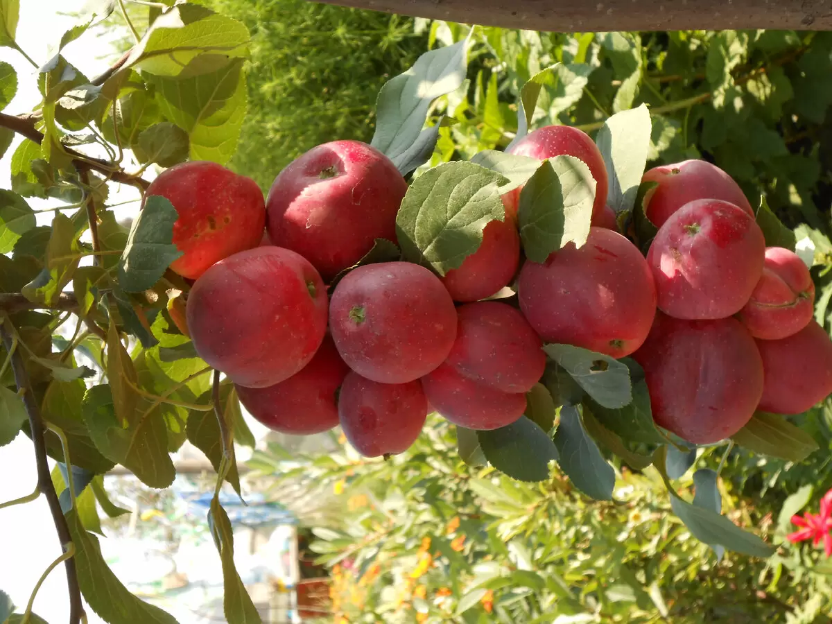 Как правильно обрезать плодовые деревья для максимального урожая