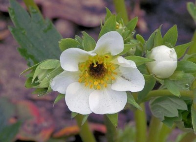 Секреты успешного ухода за клубникой: обрезка усов и листьев для богатого урожая