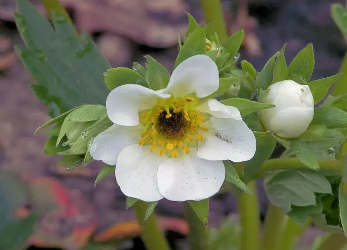 Секреты успешного ухода за клубникой: обрезка усов и листьев для богатого урожая