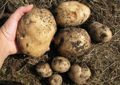 Секреты замечательного урожая картофеля