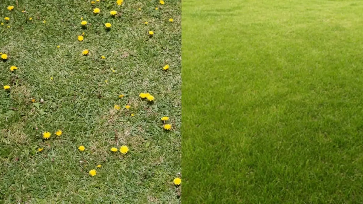 Устали от одуванчиков? Эффективные методы борьбы с нежелательными сорняками