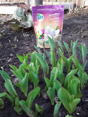 Модное цветочное удобрение: за и против эксперимента на тюльпанах