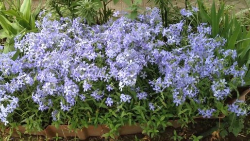 Яркие весенние флоксы: секреты ухода и лучшие сорта для вашего сада