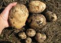 Секреты замечательного урожая картофеля
