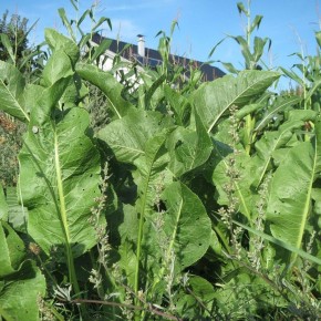 ����: ������������� �������� ������� �������� ��� ���������� � ��������