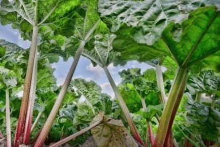 ������ ����������: �������� ����������� ����� � ������� �������