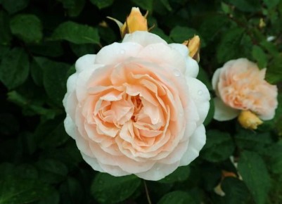 ����� ����: ������ ��������, ������� ������� ��� ���