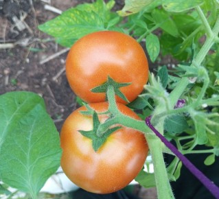 ��� ������� ������ �� �����: ������� ������ �� �������� ��������