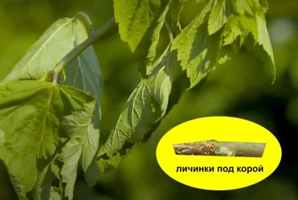 ������������ �������: ���������� ���� ������ ����