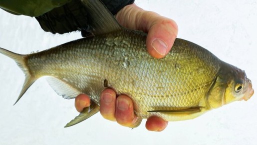 ���� ��� ������: ��������� ��������� ���� � ���������� ��� ������ �����?