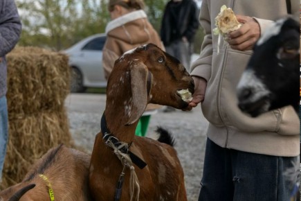 ������� ��� ����� � ��������: ���������� ������� �� III ��������� ���������