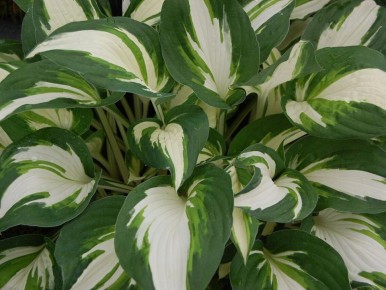 ���������� � ���� �������� ��� ����: ��� ����������� �������� ������ ��� ������ ������