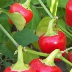 ��������� ��������: ������-������� ����� ��� ������ �������