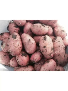 ��������� ������� ����: ��������� ����� ��� ������� ������