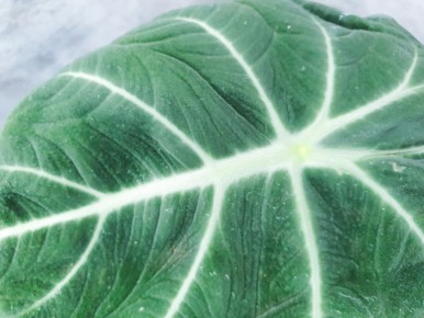 ��������� �����, ������� ������ � ��������