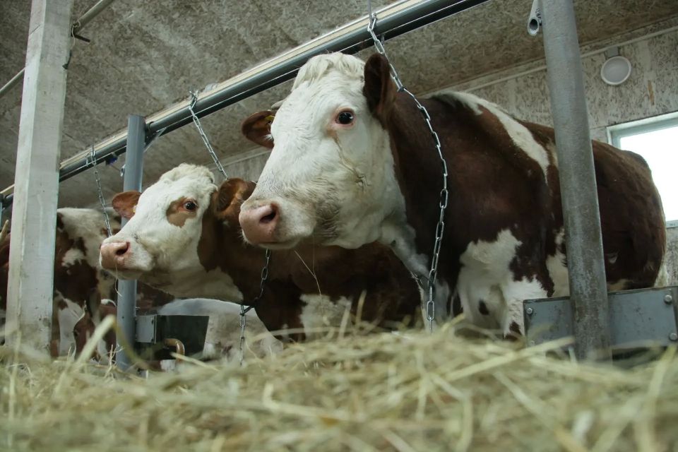 Увеличат меры поддержки для производителей молочной продукции в ЕАО