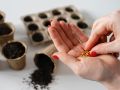 Как проверить семена перед посадкой: 5 простых способов