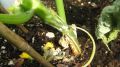 ��� ������ ������ ��������: ������ ��������� ��� ������ � �������� ������� � �������� ����