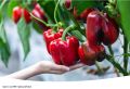 Июнь — время для посадки перца: секреты успешного урожая