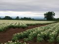 Секрет урожая: как получить картошку размером с кулак